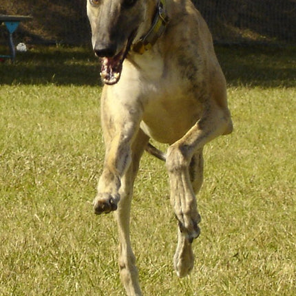 Greyhound Note Card Set