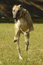 Load image into Gallery viewer, Greyhound Note Card Set
