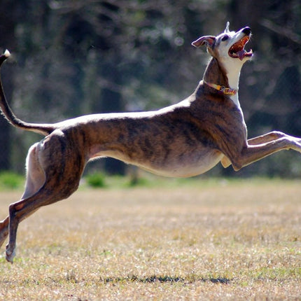 Greyhound Note Card Set
