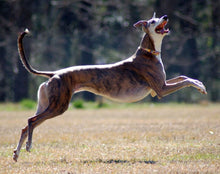 Load image into Gallery viewer, Greyhound Note Card Set
