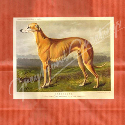 Greyhound Gift Wrap Bag Set