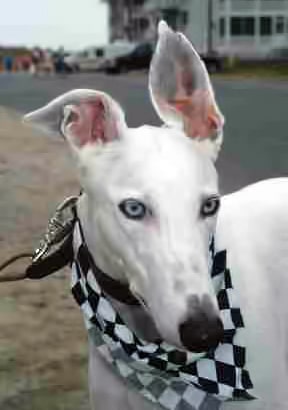 Many Moods II Greyhound Dog Note Cards Whippet Galgo